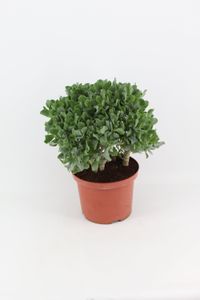 Crassula Arborescens 23cm